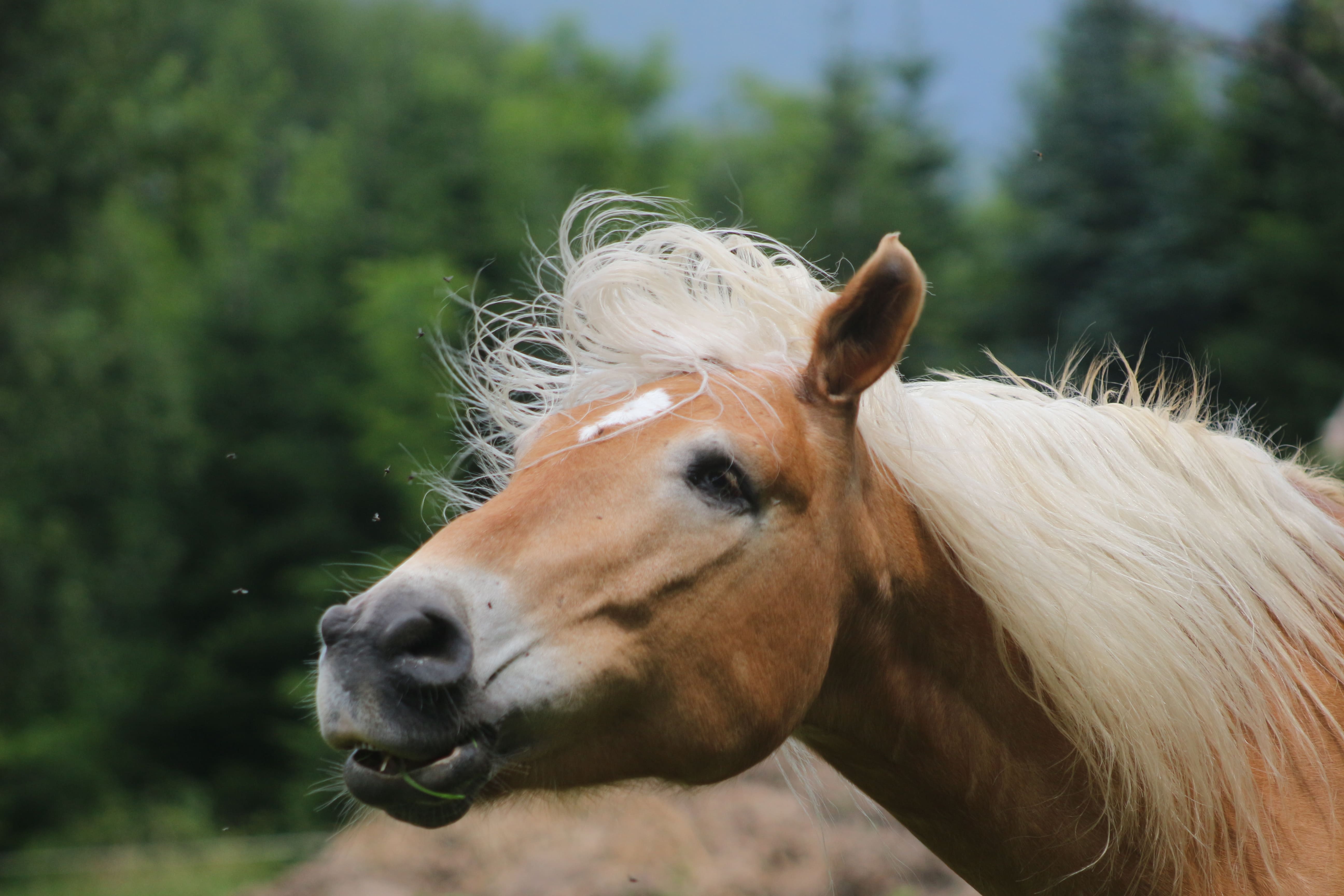 Cheval